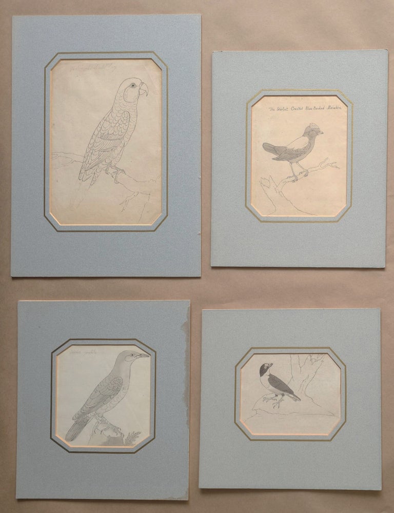 Item #7523 Four bird sketches. Sarah Stone.