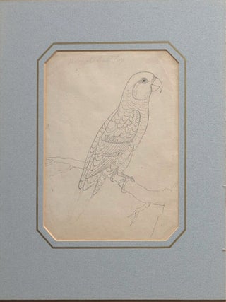 Four bird sketches