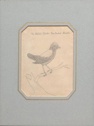 Four bird sketches