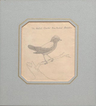 Four bird sketches