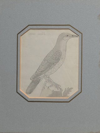 Four bird sketches