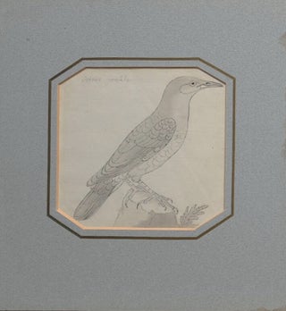 Four bird sketches