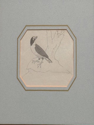 Four bird sketches