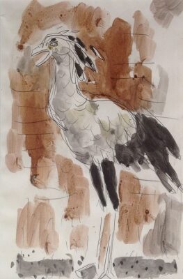 Item #863 Bustard c1960. Francis Lymburner